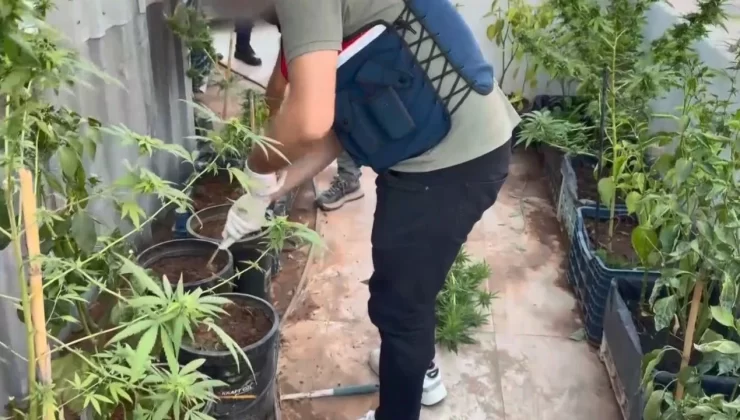 Uyuşturucuyu saksılara ekip evinin çevresine yerleştirmiş