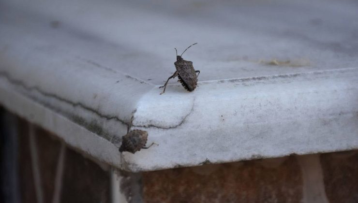 Kahverengi Kokarcaya Dikkat!