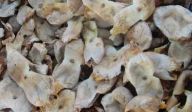 Mersin’de incir sezonu sona erdi, üreticisinin yüzü güldü