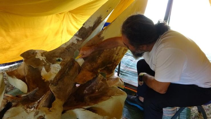 Mersin’de Fin balinası yeniden doğuyor: Dev iskelet bilime hayat veriyor