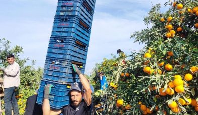 Tarım işçilerinin grevi mandalinayı dalında bıraktı: Kilosu 3 liraya kadar geriledi”Mandalinalar şu anda 3-5 liradan alıcı buluyor”