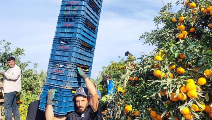 Tarım işçilerinin grevi mandalinayı dalında bıraktı: Kilosu 3 liraya kadar geriledi”Mandalinalar şu anda 3-5 liradan alıcı buluyor”