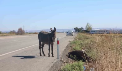 Hatay’da yolun karşısına geçmek isteyen eşek, aracın çarpmasıyla telef oldu. Telef olmasının ardından yol kenarına bırakılan eşeğin başında saatlerce bekleyen sıpası ise çevreden geçen vatandaşları duygulandırdı.