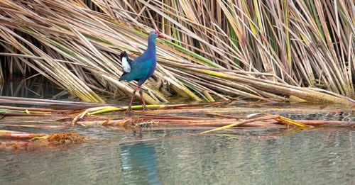 Nesli tehlikedeki ‘saz horozu’ Göksu Deltası’nda görüntülendi