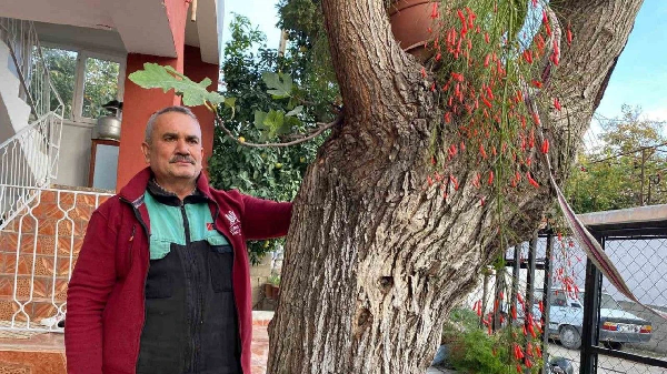 Osmaniye’de dut gövdesinden incir çıktı: Dut ağacının gövdesinde yetişip meyve veren incir ağacı şaşırttı