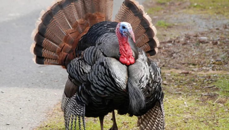Yılbaşı yaklaştı, hindi uçtu: Mersin’de fiyatlar dudak uçuklattı
