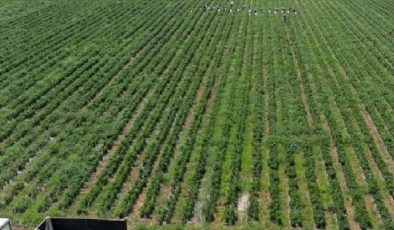 Silifke Ovası’nda karadut bereketi!  Üretici rekolte ve fiyattan memnun