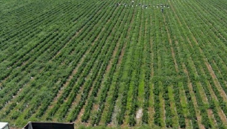 Silifke Ovası’nda karadut bereketi!  Üretici rekolte ve fiyattan memnun