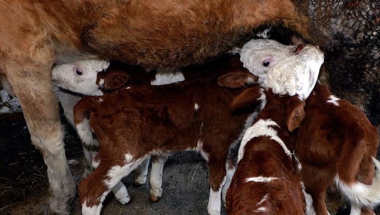 “Her buzağı milli servettir” vurgusu: Mersin’de hayvancılık için ortak akıl