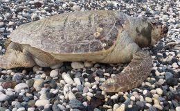 Erdemli sahilinde ilk kez görüldü