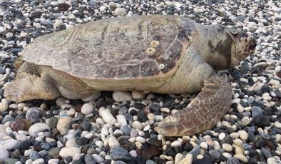Erdemli sahilinde ilk kez görüldü