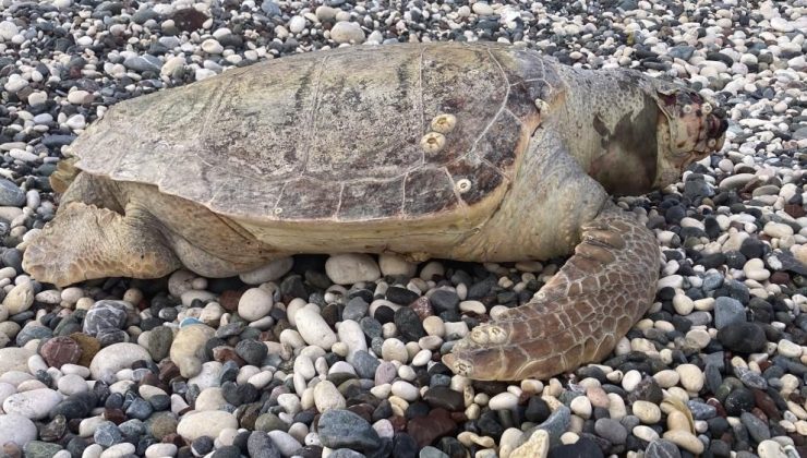 Erdemli sahilinde ilk kez görüldü