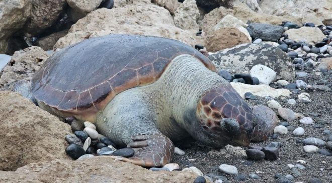 Sahilde fark edildi, gerçek sonra ortaya çıktı: Mersin Körfezi’nde endişelendiren tablo
