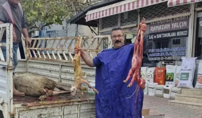 Kamyonette Mucize Doğum: Anamur’da Koyun İkiz Kuzu Doğurdu