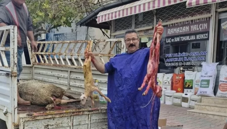 Kamyonette Mucize Doğum: Anamur’da Koyun İkiz Kuzu Doğurdu