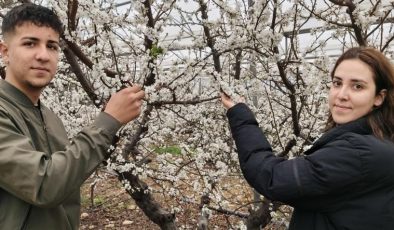 Türkiye karla kaplıyken Silifke’de erik ağaçları çiçek açtı