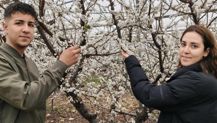 Türkiye karla kaplıyken Silifke’de erik ağaçları çiçek açtı