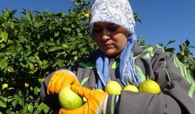 Günlerce sular altında kaldı… Erdemli’ de limon üreticisinin zorlu mesaisi