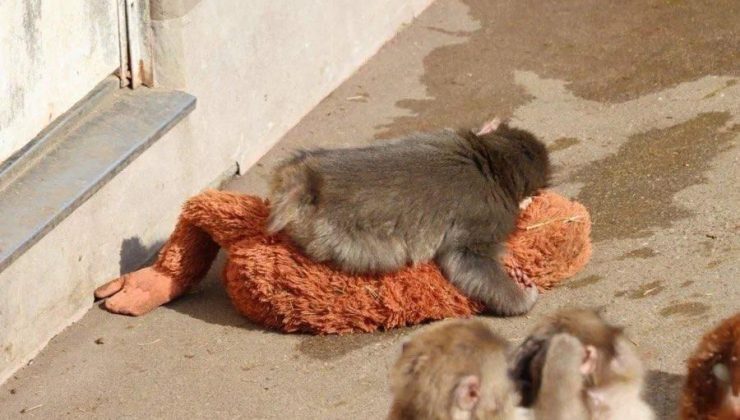 Hayvanat bahçesinde duygusal hikâye