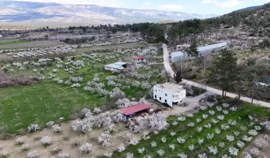 Mersin’de çiçek açan erik ağaçları havadan görüntülendi
