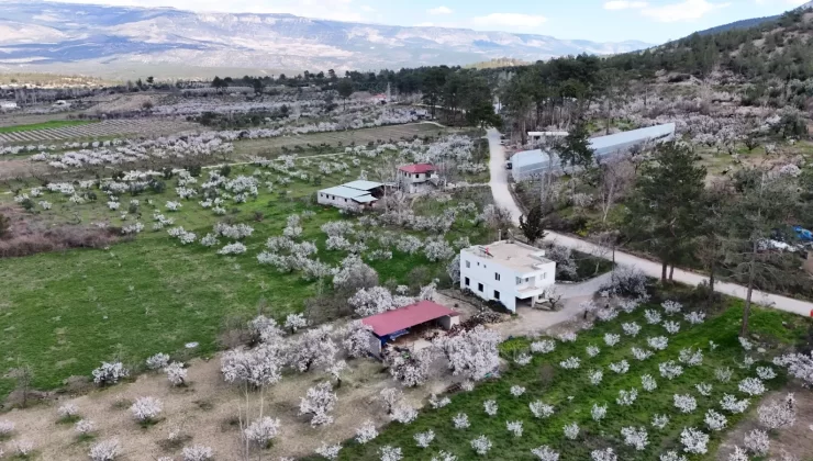 Mersin’de çiçek açan erik ağaçları havadan görüntülendi