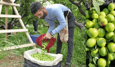 Mersin’de Turfanda Erik Hasadı Başladı