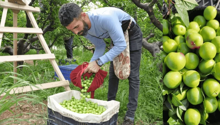 Mersin’de Turfanda Erik Hasadı Başladı