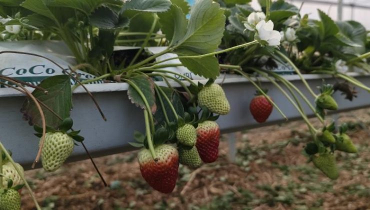 Dalından sofraya kırmızı altın! Silifke çileğine yoğun talep