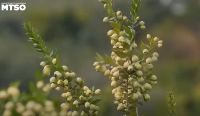 Mersin’in adını taşıyan o gizemli bitkinin binlerce yıllık hikâyesini biliyor musunuz? MTSO’nun paylaşımı büyük ilgi gördü!