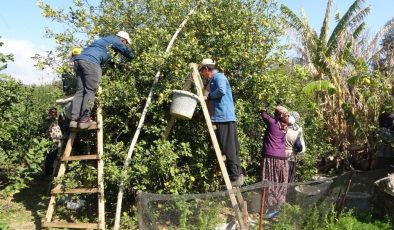 Türkiye’nin limon merkezi Erdemli’de sezon sonu yoğunluğu