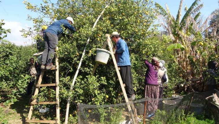 Türkiye’nin limon merkezi Erdemli’de sezon sonu yoğunluğu