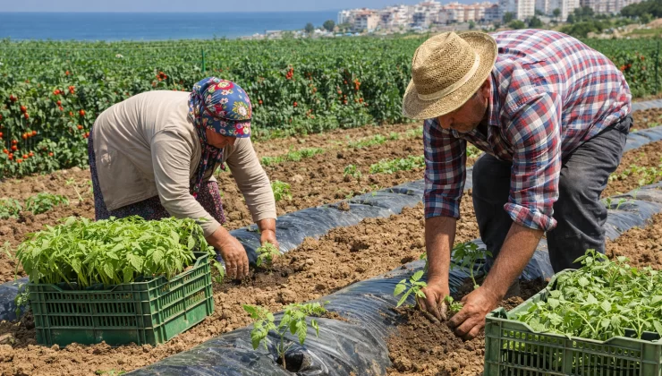 Mersinli çiftçilere altın fırsat! Devlet desteği kapıda