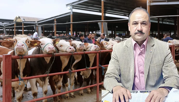 Süt üreticisi çaresiz: Hayvanlar kurban pazarına indi