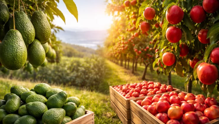 Mersin’de Meyveciliğin Yönü Değişiyor!