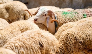 Mehmetçik Vakfı kurban bağışında son tarihler açıklandı