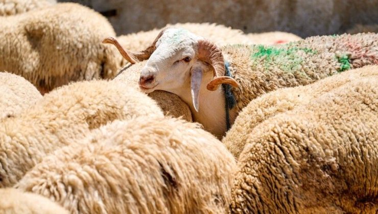 Mehmetçik Vakfı kurban bağışında son tarihler açıklandı