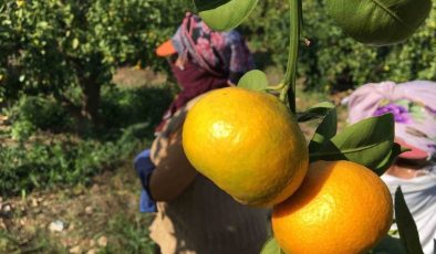 Türkiye’den dünyaya turunçgil akını! İşte rakamlar