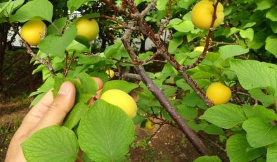 Mersin’de ilk kayısı hasadı! Fiyatlar ne olacak?