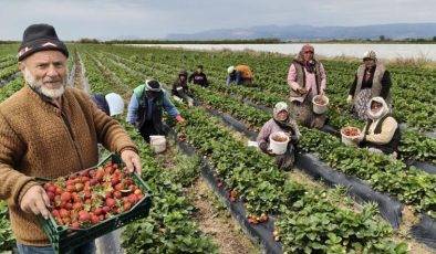 Silifke çileği dünya yolunda! İç pazar ve ihracat fiyatı arasındaki fark şaşırttı