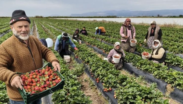 Silifke çileği dünya yolunda! İç pazar ve ihracat fiyatı arasındaki fark şaşırttı
