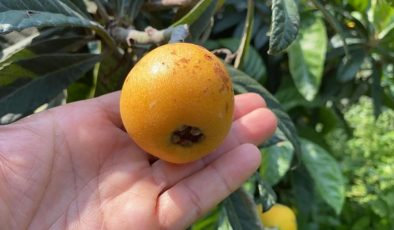 “Sarı altın” dalından kazandırıyor! Mersin’de hasat zamanı!