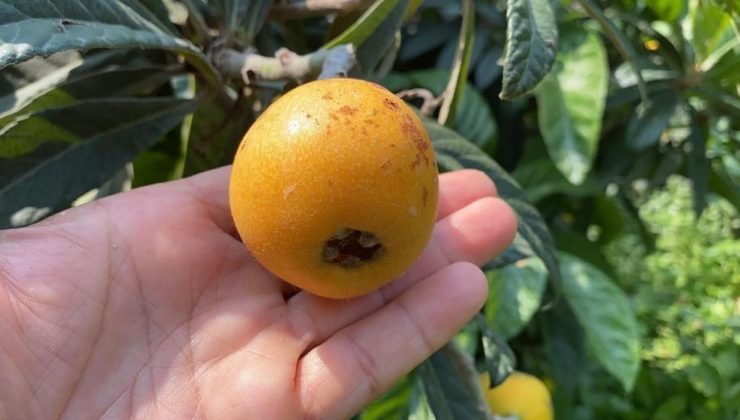 “Sarı altın” dalından kazandırıyor! Mersin’de hasat zamanı!