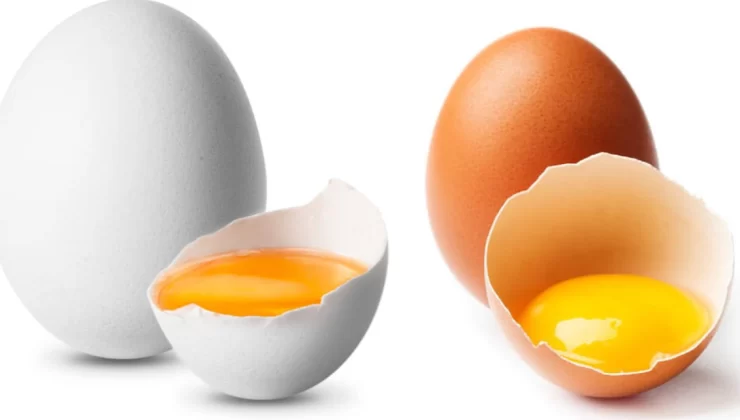 Yumurta üreticisi ayakta kalma mücadelesi veriyor: İşte çarpıcı rakamlar