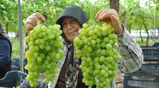 Mersin’de serada üzüm hasadı başladı! Fiyatlar dikkat çekiyor