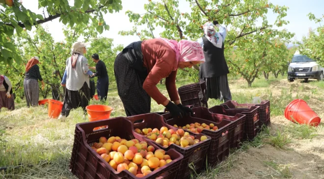 Mersin’de kayısı sezonu açıldı! Üreticilerden ilk açıklama