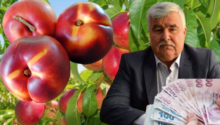Mersin’de nektarin fiyatları üreticiyi vurdu!