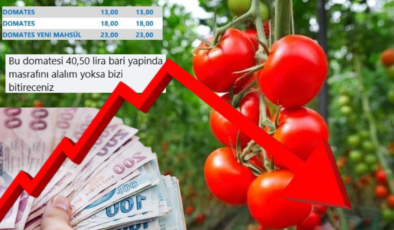 Mersinli üreticiden domates fiyatlarına isyan: “Bizi bitireceksiniz”
