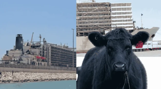 Mersin’deki Angus Kokusu Şimdi’de Silifkelilerin Başına Bela Oldu.