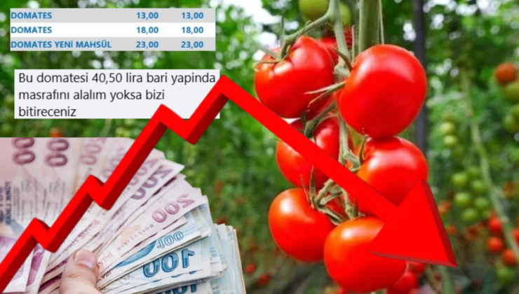 Mersinli üreticiden domates fiyatlarına isyan: “Bizi bitireceksiniz”