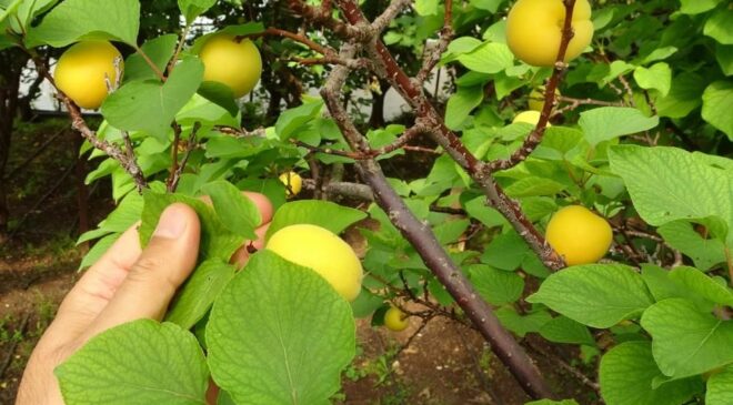 Mersin’de kayısı hasadı rekorla devam ediyor! Üreticiyi sevindiren rakam